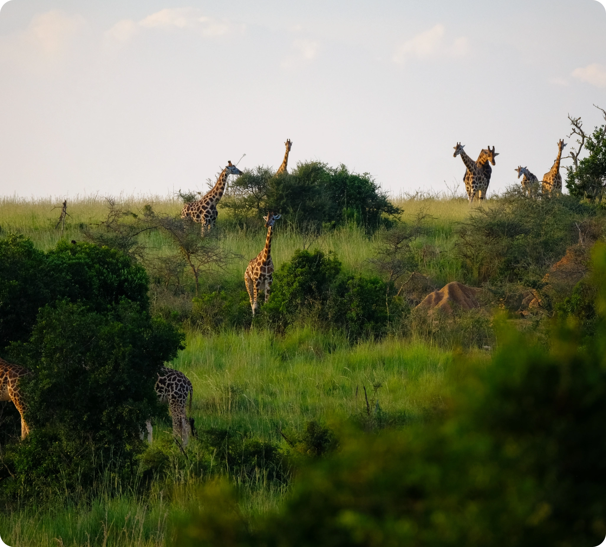 Kenya Wildlife Service