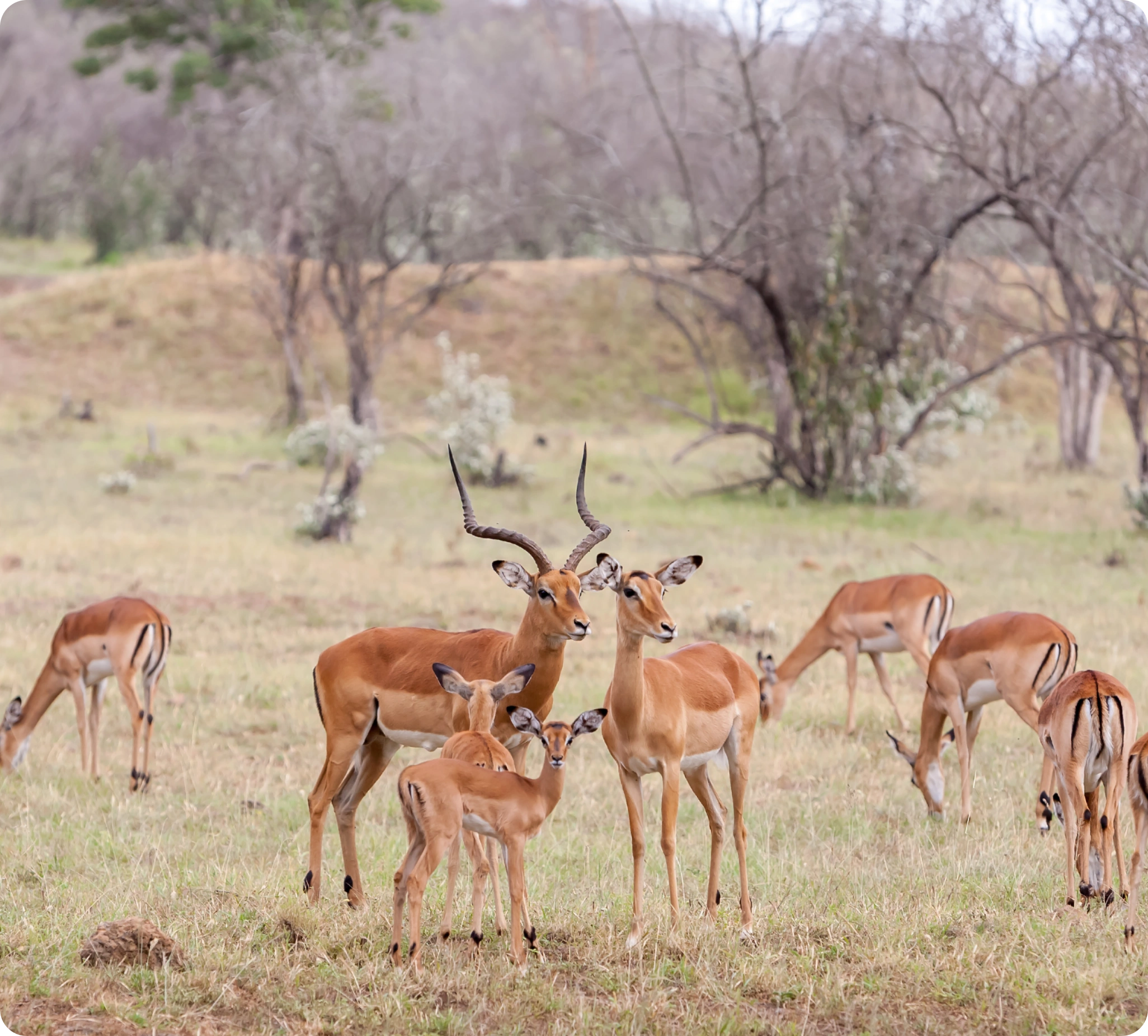 Kenya Wildlife Service